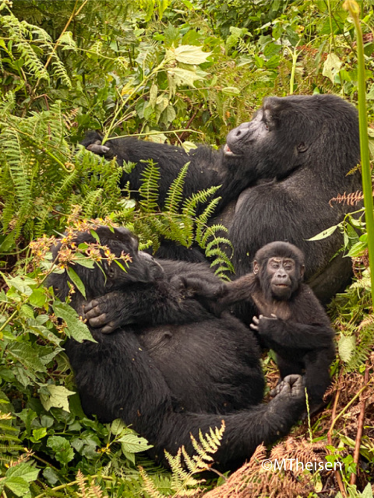 Mountain Gorilla