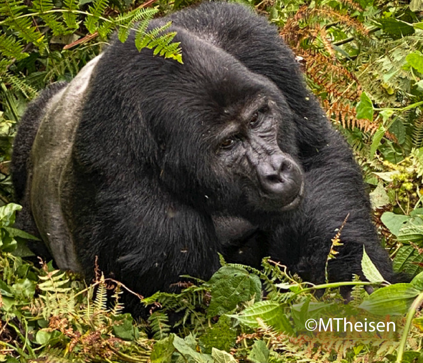 Mountain Gorilla