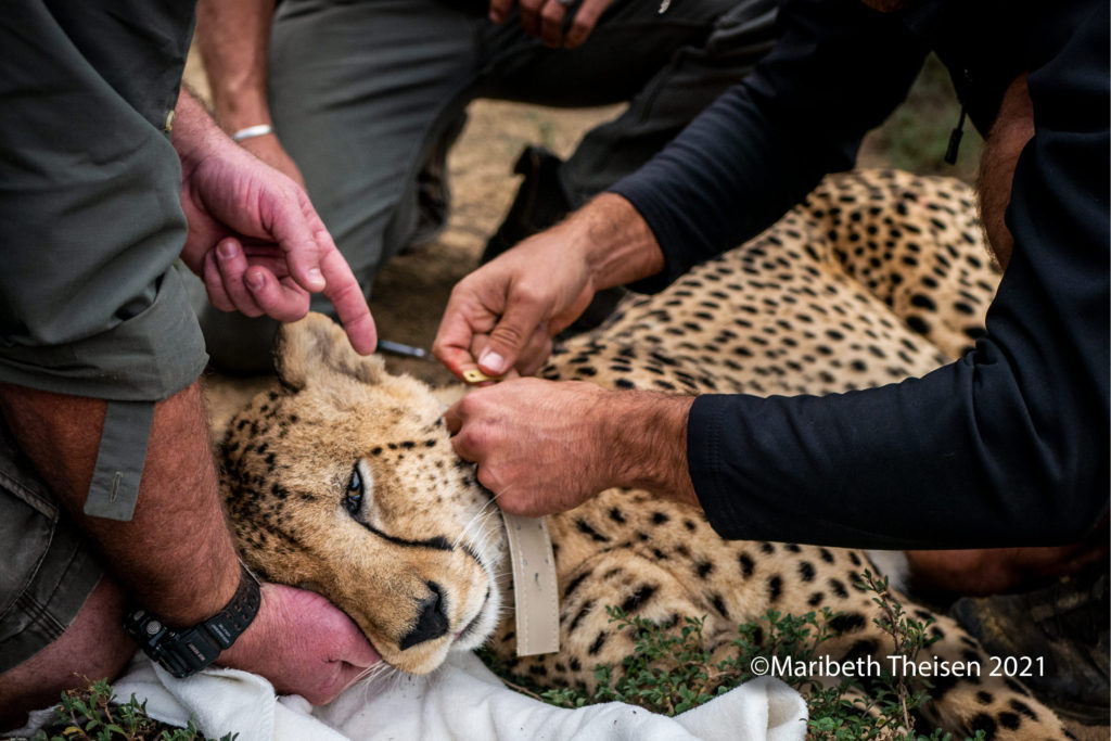 CHEETAH IN AFRICA