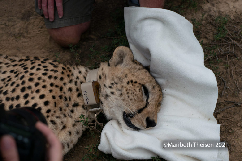 CHEETAH IN AFRICA