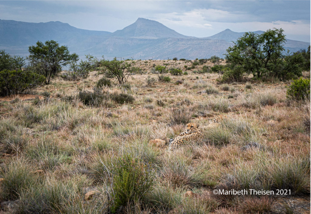 CHEETAH IN AFRICA