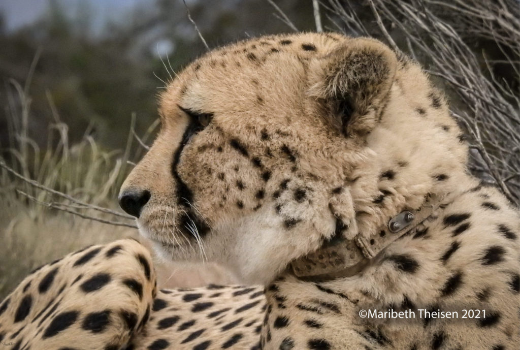 CHEETAH IN AFRICA